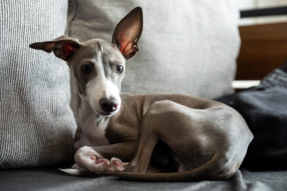 Italian Greyhound