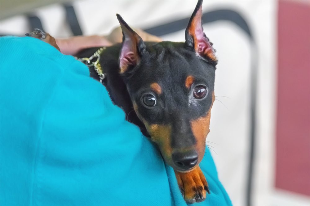 Doberman Pinscher