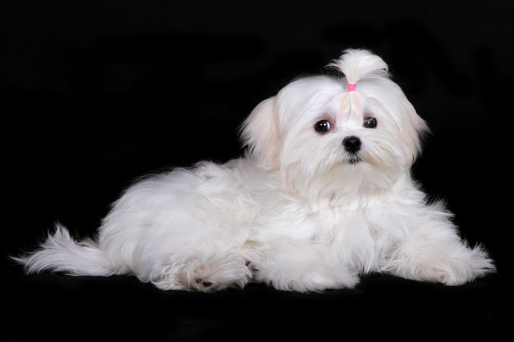 Maltese