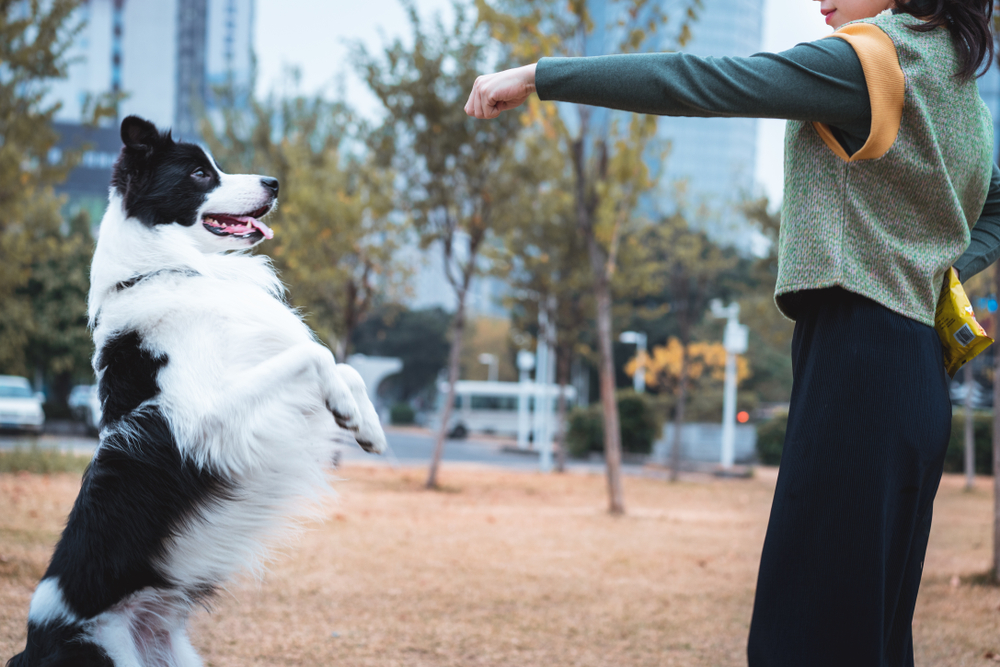 Healthiest Dog Breed