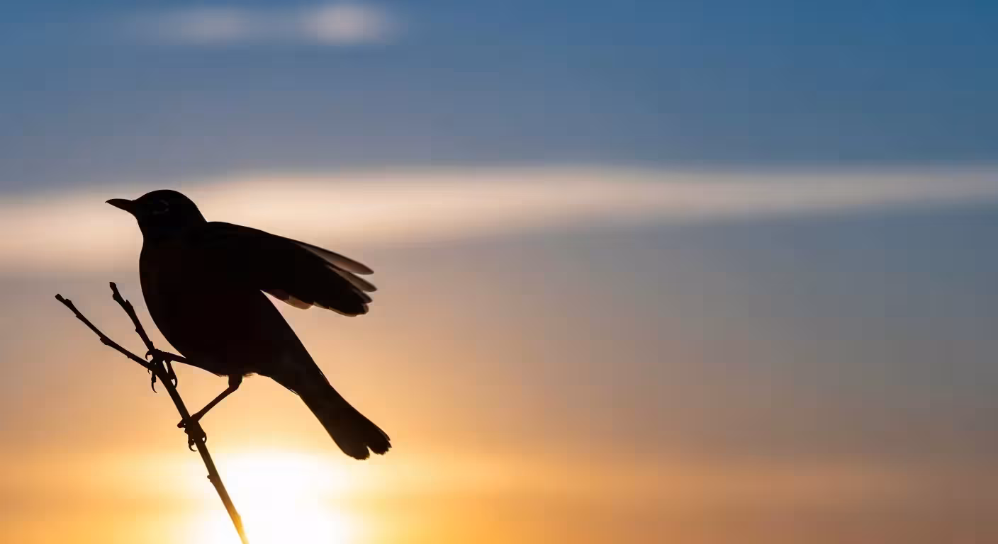 Robin silhouette, showing size and shape for identification.
