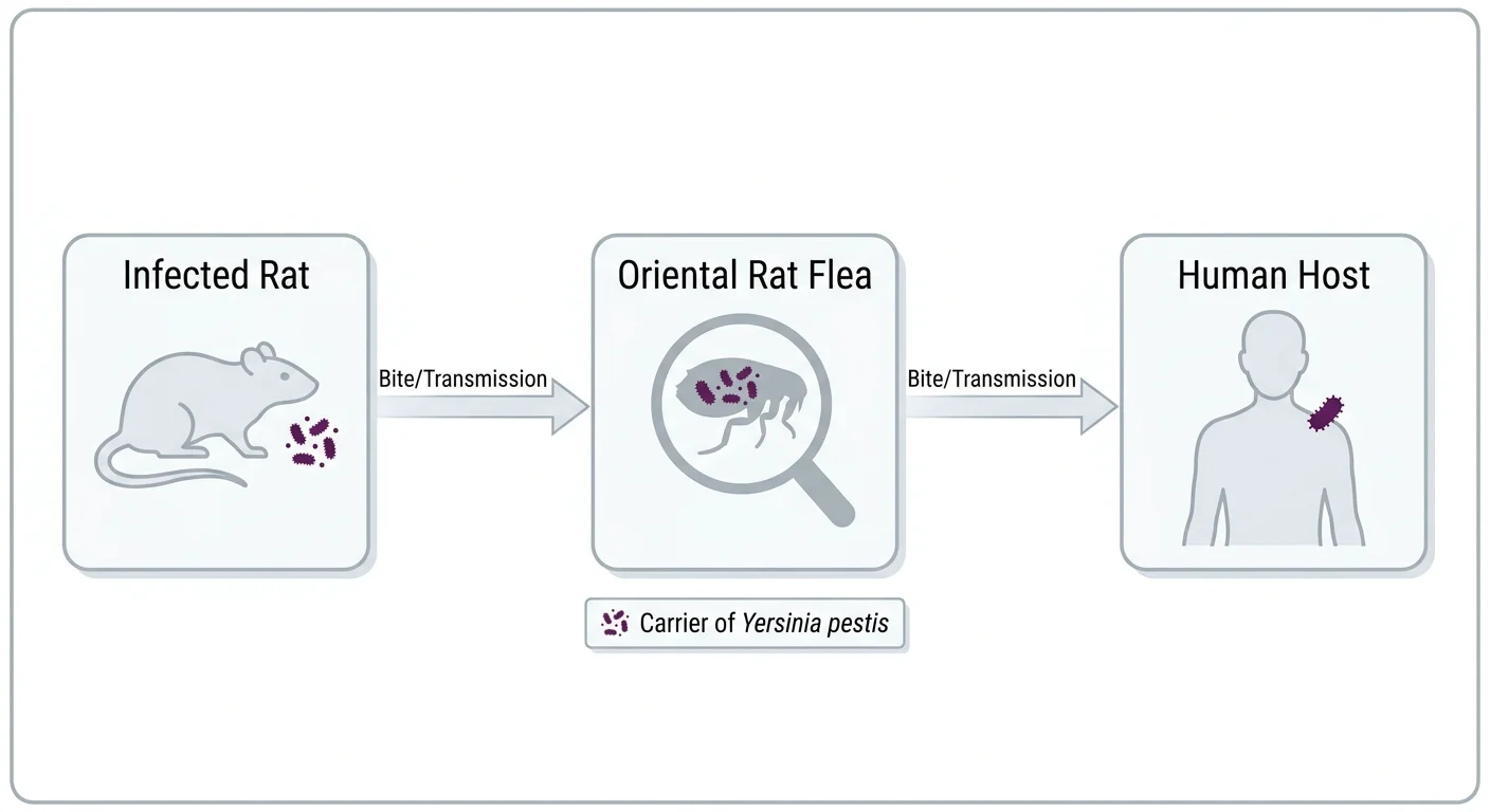 A flowchart showing how the Oriental Rat Flea moves the plague from rats to humans.