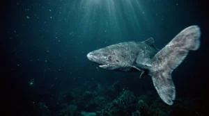 A massive Greenland shark swimming through dark, icy Arctic waters with sunbeams filtering from above.